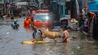 Warga menyelamatkan hewan peliharaannya saat banjir rob menggenangi kawasan Muara Angke, Jakarta Utara, Senin (18/11/2024). (merdeka.com/Arie Basuki)