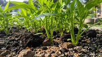 7 Perbedaan Kangkung yang Ditanam dari Biji dan Batang, Mana yang Cocok untuk Pemula?