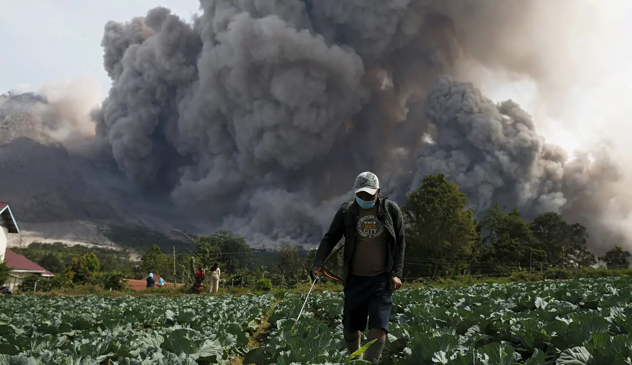 Seorang warga menyemprotkan pestisida pada tanamannya saat Gunung Sinabung melontarkan awan panasnya di Desa Tiga Serangkai, Karo, Sumatera Utara, Rabu (24/6/2015). (REUTERS/Beawiharta)