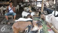 Cara Merawat Kambing dengan Baik Sebelum Dikurbankan agar Sehat dan Layak Kurban