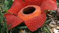 Ulang tahun ke-25, Rafflesia Arnoldii jadi Google Doodle. (Foto: worldoffloweringplants.com)