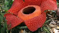 6 Jenis Bau Paling Menyengat Menurut Ilmu Sains