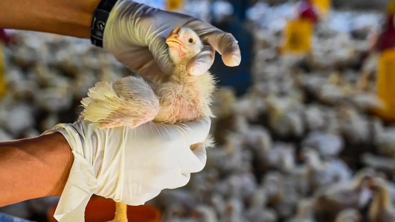 Pemeriksaan Kesehatan Unggas Antisipasi Flu Burung di Aceh Besar