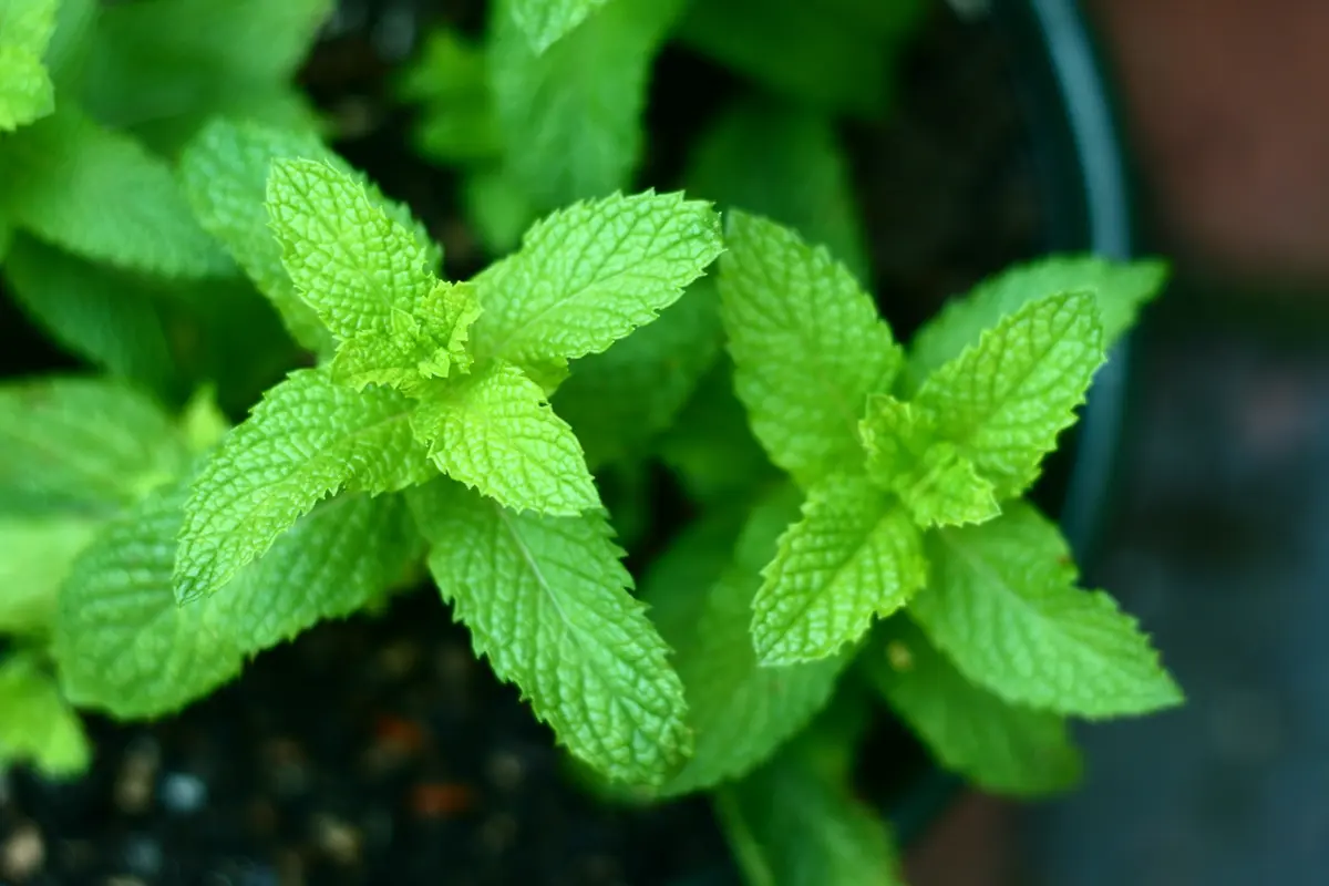 Manfaat Daun Mint untuk Kesehatan