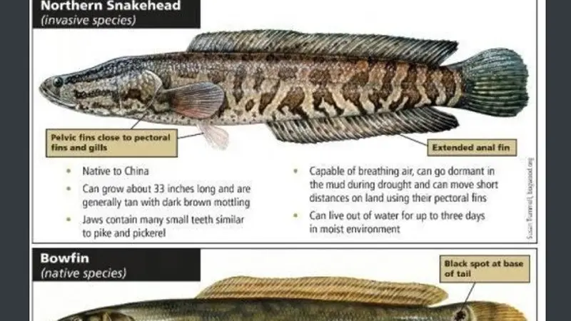 Perbandingan northern snakehead atau ikan gabus utara dengan bowfin. (Dok. Arkansas Game and Fish Commission)