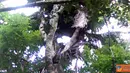 Citizen6, Majalengka: Desa Jagasari, Kecamatan Cikijing, Kabupaten Majalengka, terdapat fenomena aneh, pohon kelapa bercabang delapan dan sudah berumur puluhan tahun. (Pengirim: Syaeful Anwar)