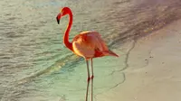 Turis Kanada Divonis Bersalah Usai Curi Flamingo dari Hotel Las Vegas