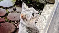 Pelihara Kucing Bikin Mandul, Pakar Patologi Klinik: Mitos!