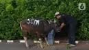 Pekerja memberi makan sapi kurban di studio 5 Indosiar, Daan Mogot, Jakarta, Rabu (6/7/2022). PT Surya Citra Media (SCM) menyerahkan sejumlah hewan kurban kepada masyarakat jelang Hari Raya Idul Adha ada 65 hewan kurban yang diserahkan SCM tahun ini. Sebanyak 65 hewan kurban ini terdiri dari 8 ekor sapi dan 57 ekor kambing. (Liputan6.com/Angga Yuniar)