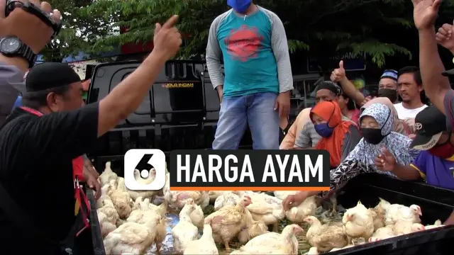 VIDEO: Harga Anjlok Peternak Bagikan Ayam Gratis