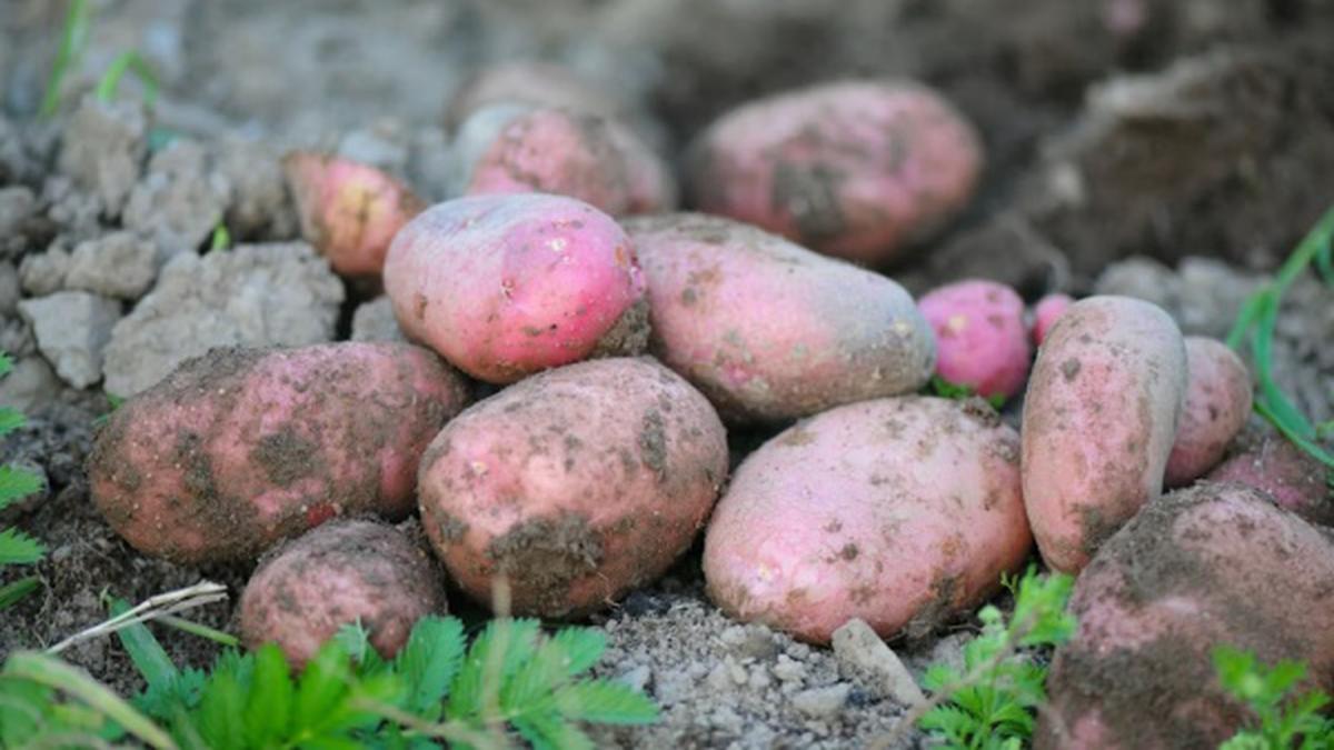 6 Model Kebun Pot untuk Ubi Jalar dan Kentang Skala Rumahan, Praktis dan Efisien