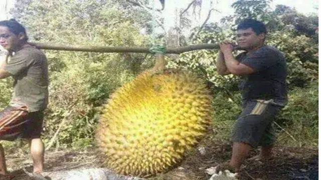 6 Penampakan Buah Ukuran Raksasa Ini Bikin Mata Melongo
