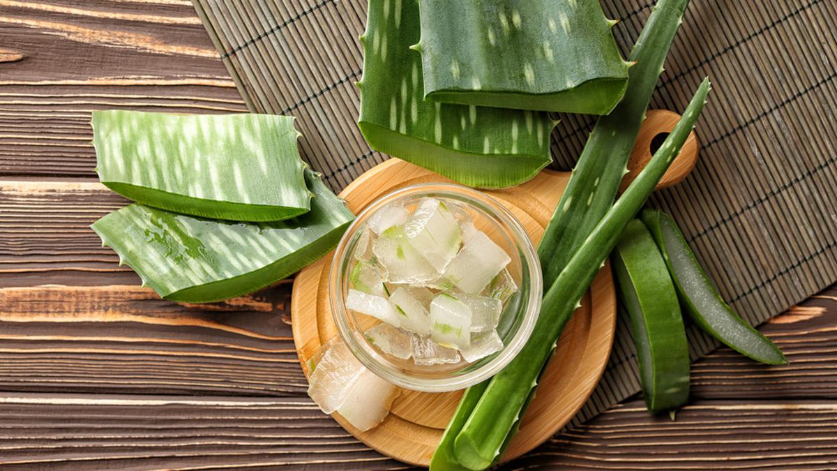 4 Cara Menggunakan Aloe Vera Gel dan Manfaatnya untuk Menjaga