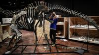 Seorang pakar asal Italia merakit kerangka dinosaurus, Diplodocus sebelum mulai dilelang di Balai lelang Drouot, Paris, Jumat (6/4). Bagi penggemar dinosaurus, pengumuman lelang ini mungkin akan menjadi kabar gembira. (STEPHANE DE SAKUTIN/AFP)