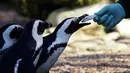 Penguin Afrika atau Penguin Jackass diberi makan selama persentasi spesies terancam punah kepada awak media di kebun binatang Roma, Kamis (27/12). Penguin Jackass memiliki pola berwana merah muda di bagian atas mata.  (AP/Alessandra Tarantino)