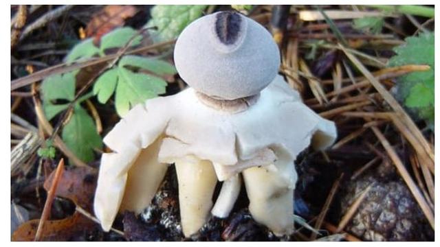 Geastrum Britannicum