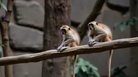 Dokter Jelaskan Alasan Monkey Malaria Tidak Mudah Menular di Kebun Binatang
