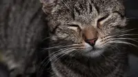 Parfum aroma dahi kucing (sumber. Time.com)