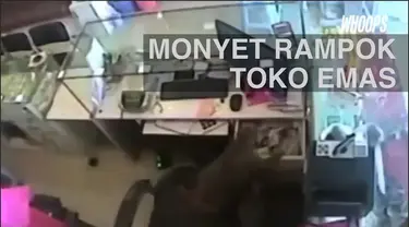 Penjaga toko yang menghalangi kejadian itu kalah cepat oleh sang monyet yang langsung kabur.