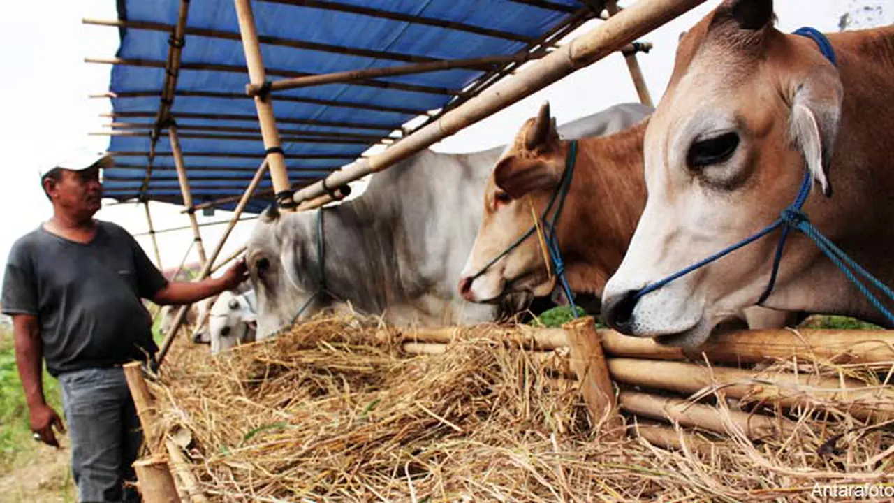 kurban-sapi121010b.jpg