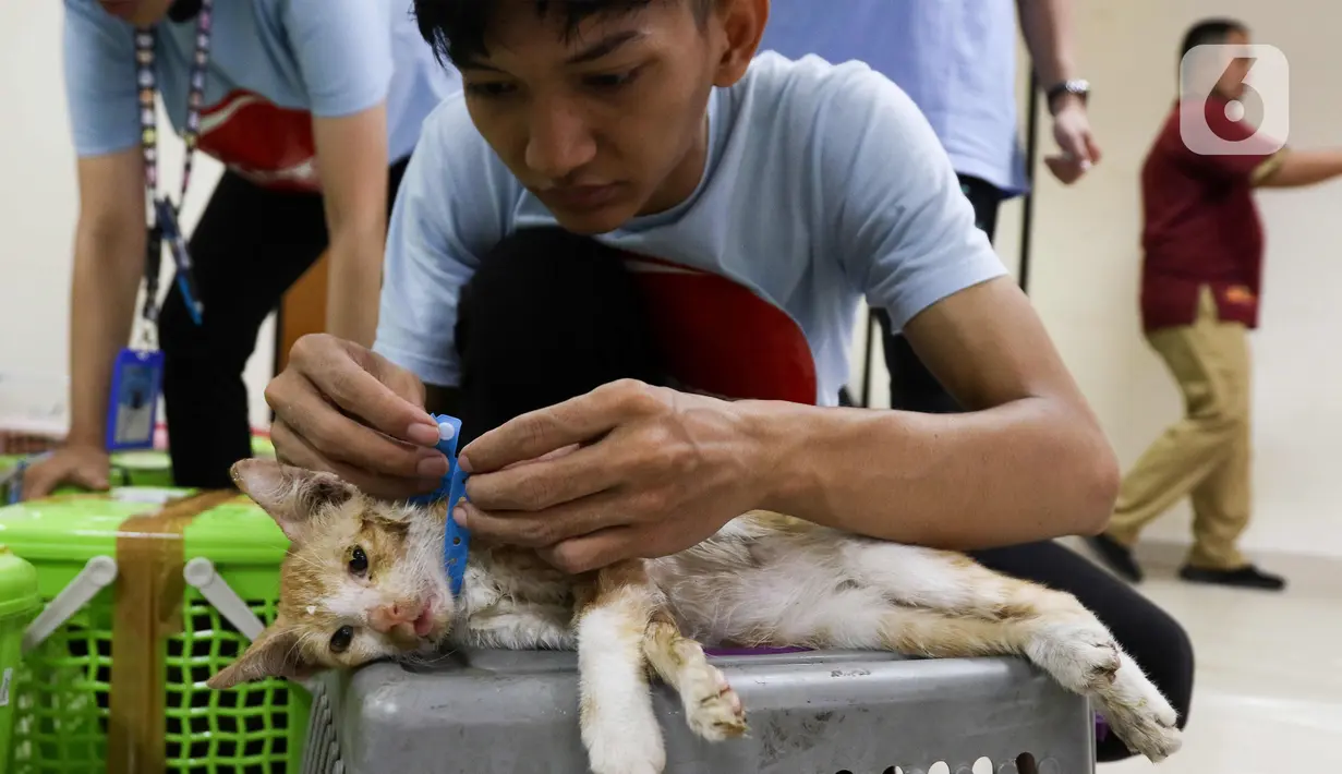 Kegiatan ini bertujuan menekan populasi kucing untuk mempertahankan DKI Jakarta bebas rabies.  (Liputan6.com/Herman Zakharia)