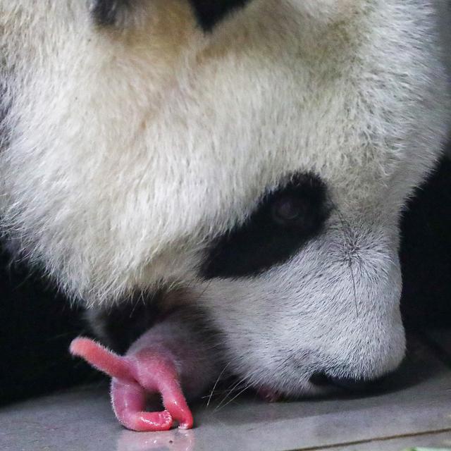 Langka Bayi Panda Kembar Jantan Betina Lahir Di Belgia Global Liputan6 Com