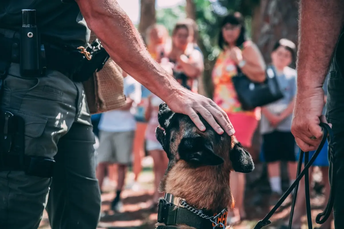 ilustrasi anjing polisi (Unsplash)
