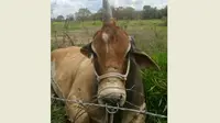 Penampakan Banteng Bertanduk Satu Hebohkan Penduduk