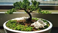 Trik Merawat Tanaman Bonsai agar Tetap Sehat dan Indah