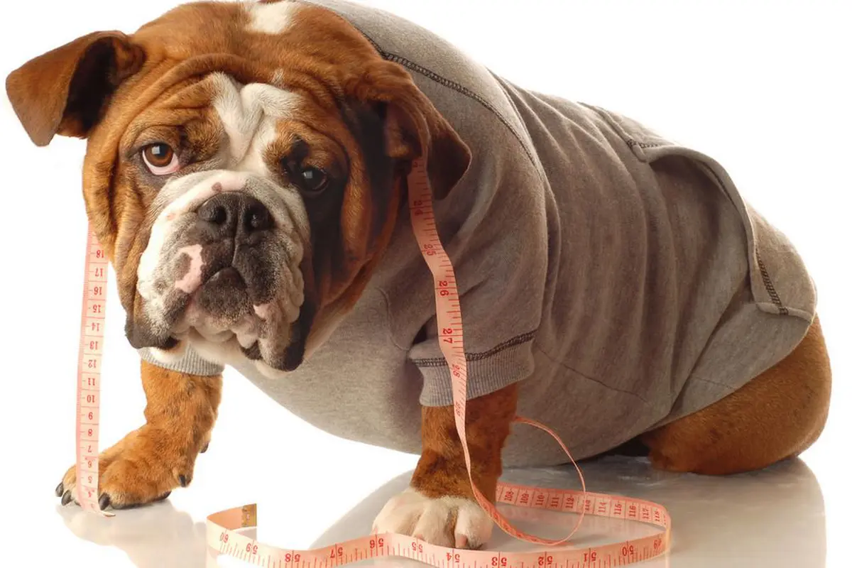 Unik! Klub Fitnes Ini Bantu Anjing Obesitas Biar Kurus Tanpa Diet