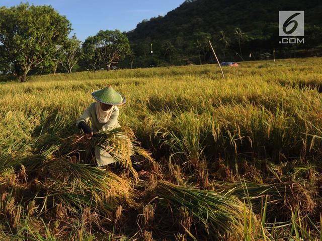 Kementan Akan Sulap Rawa Jadi Lahan Pertanian Bisnis Liputan6 Com