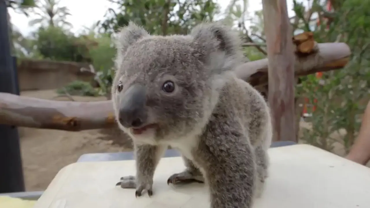 Begini Cara Menimbang Berat Bayi Koala