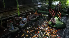 Seorang wanita memberi makan ikan mas saat pengunjung melihat di restoran bertema ikan di Chiang Mai, Thailand, Selasa (12/4/2022). (Jack TAYLOR/AFP)