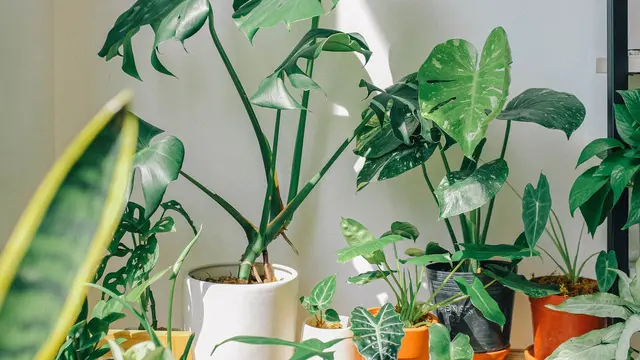 Meningkatkan kesehatan mental