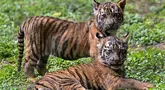 Anak-anak harimau Sumatera (Panthera tigris sumatrae) yang masih berusia sepuluh minggu saat debut mereka di Taman Safari Indonesia II Prigen, Pasuruan, Jawa Timur, Kamis (4/6/2026). (Juni KRISWANTO/AFP)