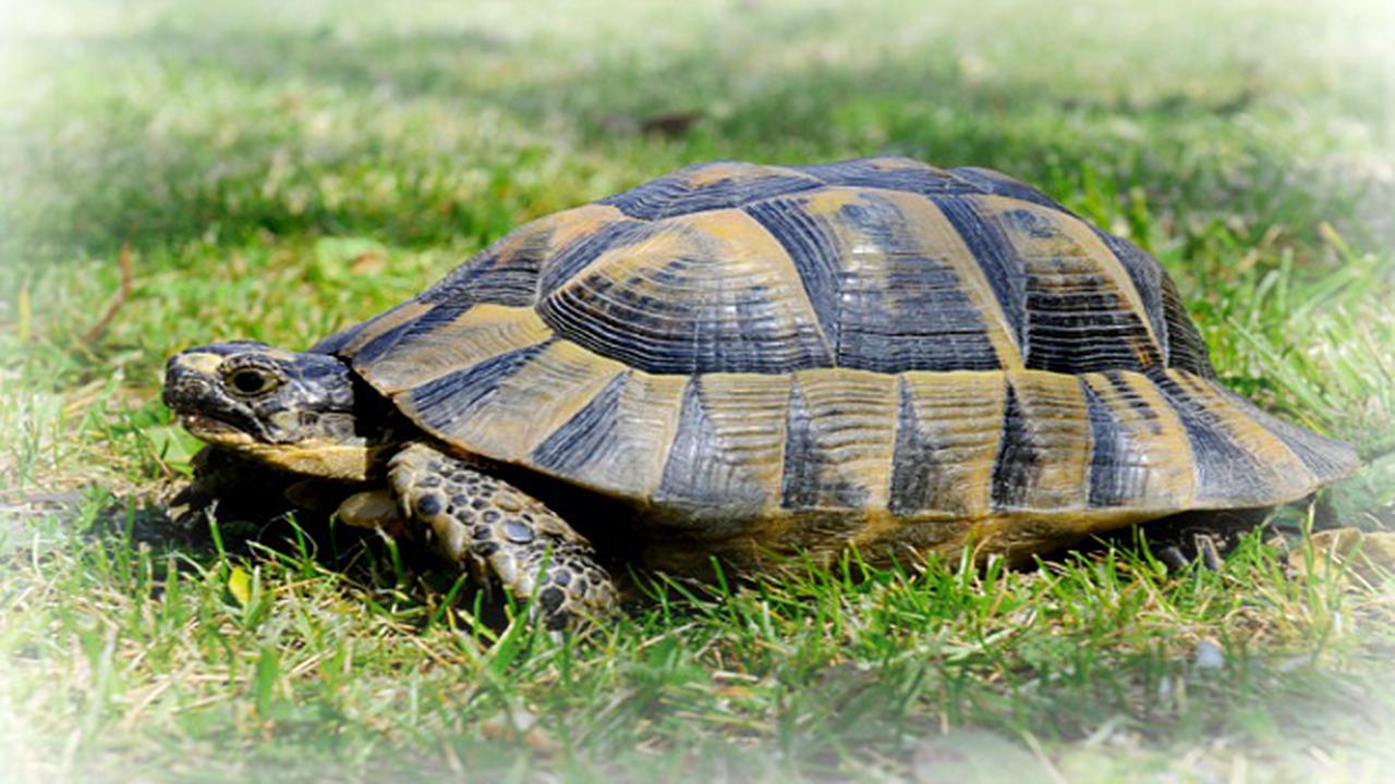 Kura-kura yang Melarikan Diri Ditemukan