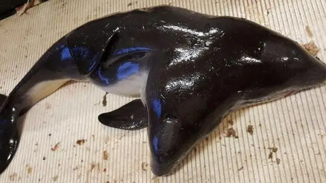 6 Temuan Langka Ikan Berkepala Dua, Aneh Tapi Nyata
