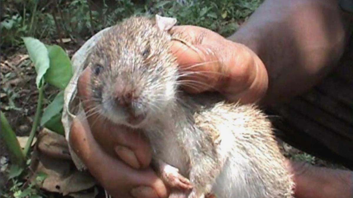 Penyakit Kencing Tikus Mengintai Warga Blora, Ini Bahayanya - Regional