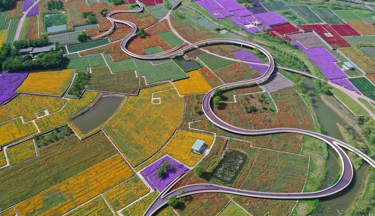 Foto yang diabadikan dari udara pada 13 Mei 2020 ini memperlihatkan ladang bunga di Taman Hutan Gunung San Tai di Kota Suqian, Provinsi Jiangsu, China timur. (Xinhua/Li Bo)