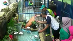 Cegah wabah DBD, Pemkot Jakarta Utara sebar ikan cupang dan bubuk abate ke rumah-rumah warga.
