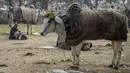 Seorang pria duduk di dekat sapi-sapi jantan yang ditutupi dengan karung goni dan selimut di kawasan lama New Delhi, India pada 21 Januari 2020. Hal tersebut untuk melindungi sapi agar tetap hangat selama bulan-bulan musim dingin. (Photo by Sajjad HUSSAIN / AFP)