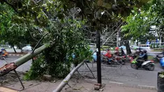 Akibat angin kencang yang terjadi Rabu (19/03/14), dua buah pohon tumbang di Jalan Jenderal Sudirman, Jakarta (Liputan6.com/Johan Tallo)