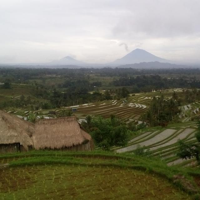 Pagi Sejuk Di Area Sawah Berundak Jatiluwih Yang Mendunia Regional Liputan6 Com
