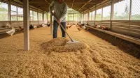 Cara Mengurangi Bau Amonia Kandang Ayam, Panduan Lengkap untuk Peternak Modern dan Efisien