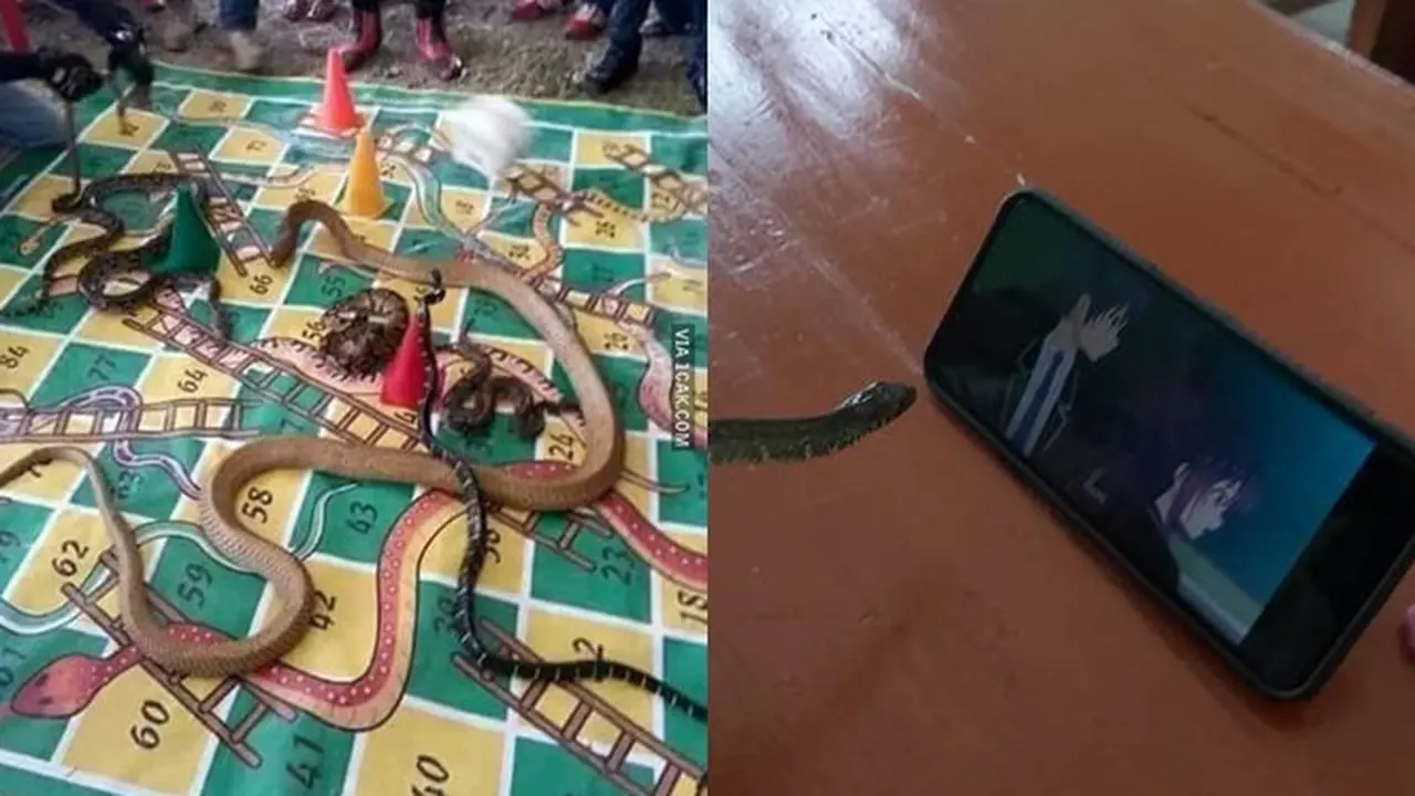 6 Momen Ular Bertingkah Bak Manusia, Nonton Anime Hingga Minum Kopi