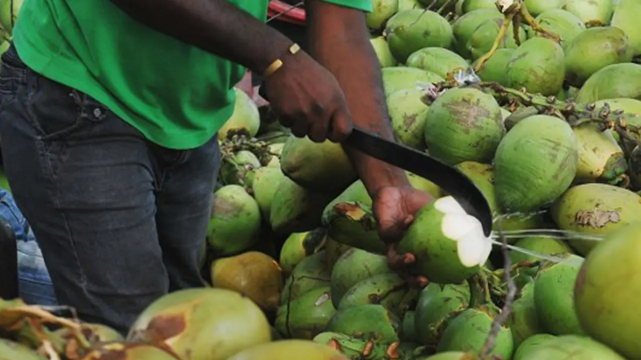 Sampah Kelapa