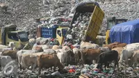 Sejumlah pemulung mengumpulkan sampah bersama dengan puluhan ekor sapi di TPA Piyungan, Yogyakarta, Sabtu (11/6). Sapi di TPA tersebut tidak layak di konsumsi karena memiliki kandungan logam yang tinggi. (Liputan6.com/Boy Harjanto)