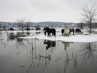 Kuda mencari makan di pulau sungai Krcedinska Ada yang banjir di sungai Danube, 50 kilometer barat laut Beograd, Serbia, Selasa (9/1/2024). (AP Photo/Darko Vojinovic)