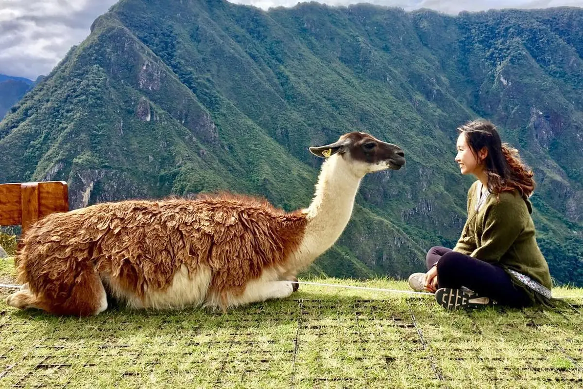 [Bintang] Peru
