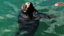 Singa laut di Kalk Bay, Cape Town, Afsel.